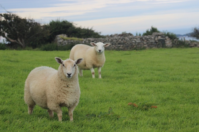 養羊學堂丨冬季，山羊養殖要注意這些事項